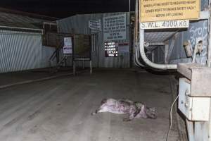 Dead pig on ground next to unloading ramp outside - CA Sinclair slaughterhouse at Benalla VIC - Captured at Benalla Abattoir, Benalla VIC Australia.