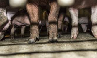 Pigs in holding pens - CA Sinclair slaughterhouse at Benalla VIC - Captured at Benalla Abattoir, Benalla VIC Australia.