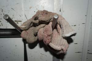 Gloves on hook - CA Sinclair slaughterhouse at Benalla VIC - Captured at Benalla Abattoir, Benalla VIC Australia.