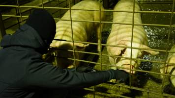 Activist comforting pigs in holding pens - CA Sinclair slaughterhouse at Benalla VIC - Captured at Benalla Abattoir, Benalla VIC Australia.
