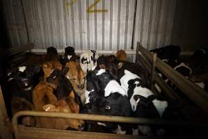 5-day old bobby calves from the dairy industry - In the holding pens at Tasmanian Quality Meats abattoir in Cressy TAS, waiting to be slaughtered the next morning. - Captured at Tasmanian Quality Meats Abattoir, Cressy TAS Australia.