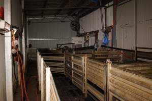 Holding pens and race - Race, killing and processing area for sheep and bobby calves - Captured at Tasmanian Quality Meats Abattoir, Cressy TAS Australia.