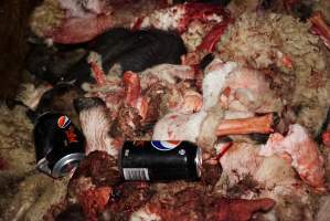 Can of Pepsi in pile of body parts and heads - Gretna Quality Meats, Tasmania - Captured at Gretna Meatworks, Rosegarland TAS Australia.