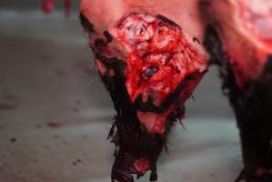 Carcasses in slaughterhouse chiller room - Gretna Quality Meats, Tasmania - Captured at Gretna Meatworks, Rosegarland TAS Australia.