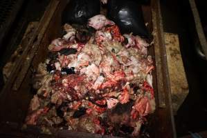 Truck trailer full of severed heads and body parts - Gretna Quality Meats, Tasmania - Captured at Gretna Meatworks, Rosegarland TAS Australia.