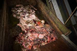 Dumpster full of guts and body parts - Gretna Quality Meats, Tasmania - Captured at Gretna Meatworks, Rosegarland TAS Australia.