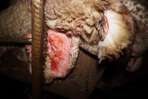 Sheep skin - Gretna Quality Meats, Tasmania - Captured at Gretna Meatworks, Rosegarland TAS Australia.