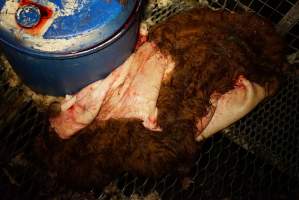 Cattle skin - Gretna Quality Meats, Tasmania - Captured at Gretna Meatworks, Rosegarland TAS Australia.