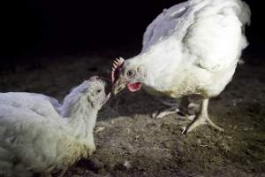 Two broilers interacting - Close to slaughter weight - Captured at Unknown Red Lea Broiler Farm, Marulan NSW Australia.