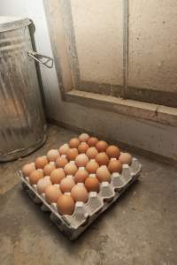 Carton of eggs on floor - Australian egg farming at Kingsland LPC Caged Egg Farm, near Young NSW - Captured at Kingsland Caged Egg Facility, Bendick Murrell NSW Australia.