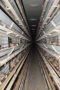Hens in battery cages - Australian egg farming at Kingsland LPC Caged Egg Farm, near Young NSW - Captured at Kingsland Caged Egg Facility, Bendick Murrell NSW Australia.