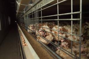Hens in battery cages with feather loss - Australian egg farming at Kingsland LPC Caged Egg Farm, near Young NSW - Captured at Kingsland Caged Egg Facility, Bendick Murrell NSW Australia.