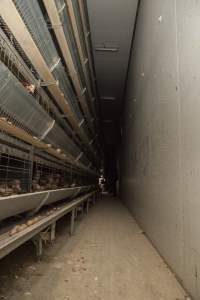 Activists filming hens in battery cages - Australian egg farming at Kingsland LPC Caged Egg Farm, near Young NSW - Captured at Kingsland Caged Egg Facility, Bendick Murrell NSW Australia.