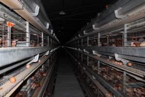 Hens in battery cages - Australian egg farming at PACE Henholme Egg Farm, near Newcastle NSW - Captured at Henholme Battery Hen Farm, Buchanan NSW Australia.
