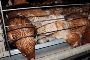 Hens in battery cages with feather loss - Australian egg farming at Steve's Fresh Farm Eggs NSW - Captured at Steve's Fresh Farm Eggs, Rossmore NSW Australia.