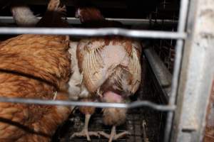Hens in battery cages with feather loss - Australian egg farming at Steve's Fresh Farm Eggs NSW - Captured at Steve's Fresh Farm Eggs, Rossmore NSW Australia.