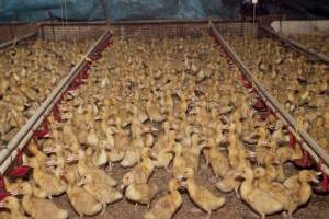 Young ducklings - Australian duck farming - Captured at Tinder Creek Duck Farm, Mellong NSW Australia.