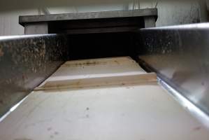 Conveyor belt leading into macerator - Carries male chicks and unhealthy females into macerator. - Captured at SBA Hatchery, Bagshot VIC Australia.