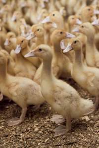 Australian duck farming - Captured at Tinder Creek Duck Farm, Mellong NSW Australia.
