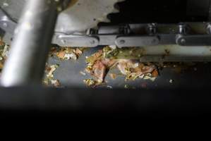 Dead chick inside tray cleaning machine - Captured at SBA Hatchery, Bagshot VIC Australia.