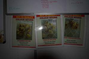 Colour sexing signage - For distinguishing male chicks from females - Captured at SBA Hatchery, Bagshot VIC Australia.