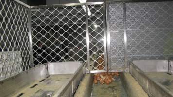 Hatched eggs on sorting conveyor - Captured at SBA Hatchery, Bagshot VIC Australia.