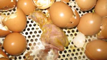 Dead chick in tray of hatched eggs - Captured at SBA Hatchery, Bagshot VIC Australia.