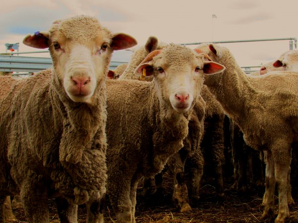 Sheep at Ballarat Saleyards - Sheep at Ballarat Saleyards - Captured at Ballarat Saleyards, Ballarat VIC.