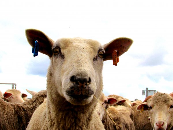 Sheep at Ballarat Saleyards - Sheep at Ballarat Saleyards - Captured at Ballarat Saleyards, Ballarat VIC.