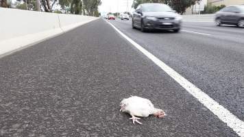 Dead broiler chicken on side of highway - Fallen from truck - Captured at VIC.