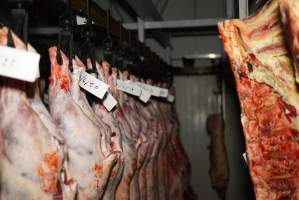 Cradoc Hill Abattoir - Huon Valley Meat Co - Captured at Skyview Processing Abattoir, Cygnet TAS Australia.