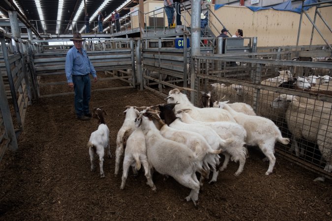 Captured at Victorian Livestock Exchange - Pakenham, Pakenham VIC Australia.