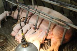 Piglets Feeding Other - Captured at Glasshouse Country Farms, Beerburrum QLD Australia.