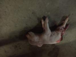 Dead Half Eaten Piglet In Aisle Way - Captured at Glasshouse Country Farms, Beerburrum QLD Australia.