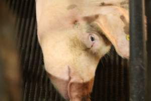 Sows eyes - Captured at Glasshouse Country Farms, Beerburrum QLD Australia.