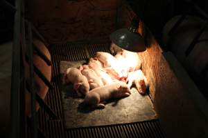 Piglets sleeping - Captured at Glasshouse Country Farms, Beerburrum QLD Australia.