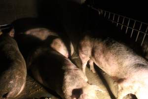 Sows in group sow housing - Captured at Glasshouse Country Farms, Beerburrum QLD Australia.