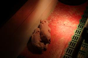Sick Piglet - Captured at Glasshouse Country Farms, Beerburrum QLD Australia.