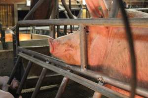 Farrowing Crate - Captured at Glasshouse Country Farms, Beerburrum QLD Australia.