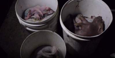 Dead piglets in buckets - Captured at Glasshouse Country Farms, Beerburrum QLD Australia.