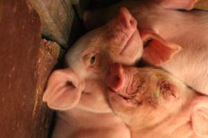 Piglets clipped - Captured at Glasshouse Country Farms, Beerburrum QLD Australia.