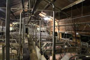 Farrowing Shed - Captured at Glasshouse Country Farms, Beerburrum QLD Australia.