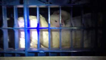 Captured at Cordina Chicken Slaughterhouse, Girraween NSW Australia.
