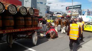 Horse Drawn Carriages in Melbourne - Captured at Melbourne VIC.