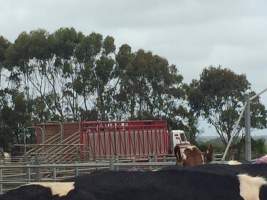 Slaugher truck - Captured at Unknown Dairy, Timboon VIC Australia.