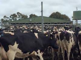 So crowded - Captured at Unknown Dairy, Timboon VIC Australia.