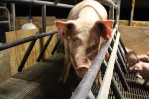 Looking this sow in the eye - Captured at Glasshouse Country Farms, Beerburrum QLD Australia.