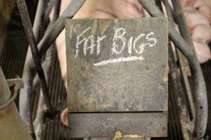 Fat bigs - Captured at Glasshouse Country Farms, Beerburrum QLD Australia.