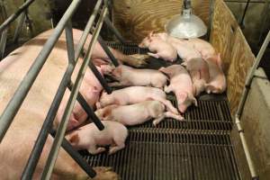 Piglets in corner of the crate - Captured at Glasshouse Country Farms, Beerburrum QLD Australia.