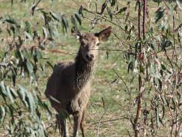 Red Deer on a farm in North-East Victoria - Captured at VIC.